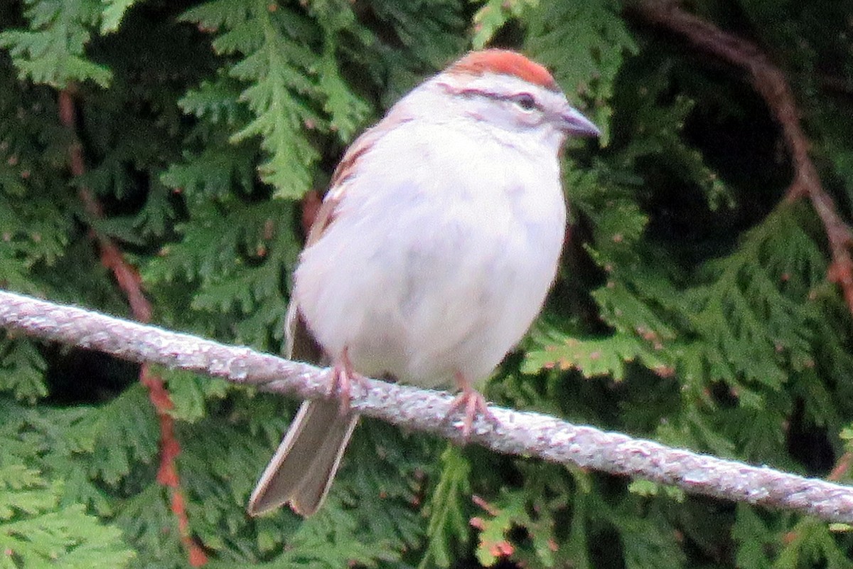 Chipping Sparrow - ML56867401