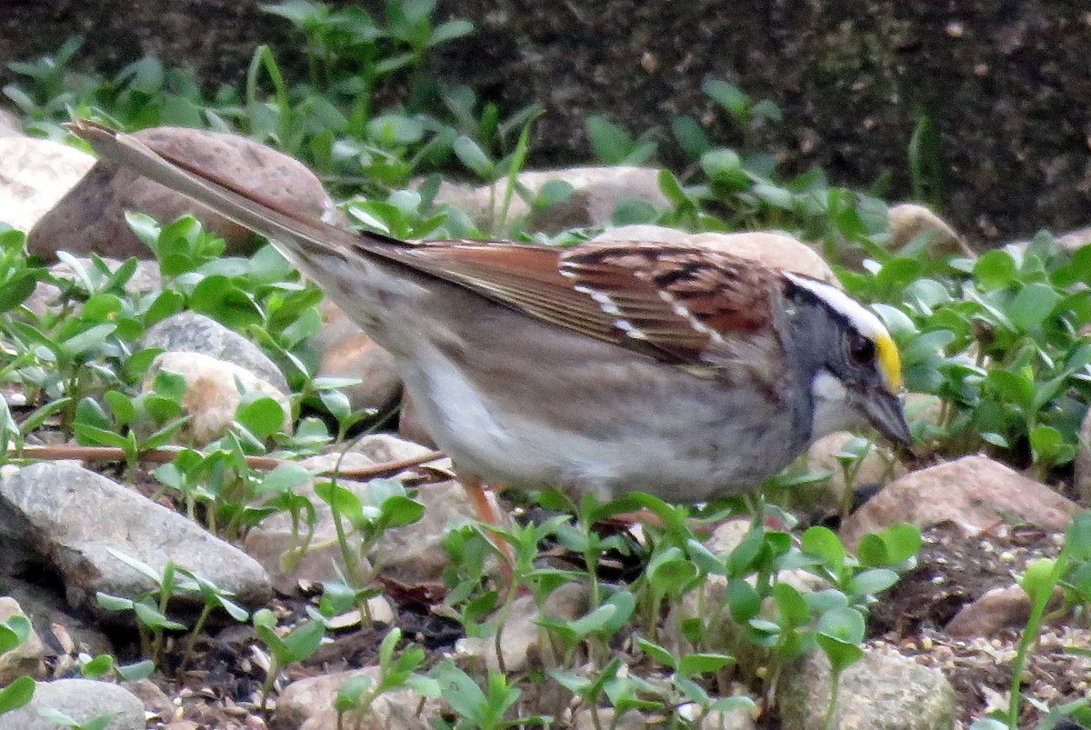 White-throated Sparrow - ML56867431