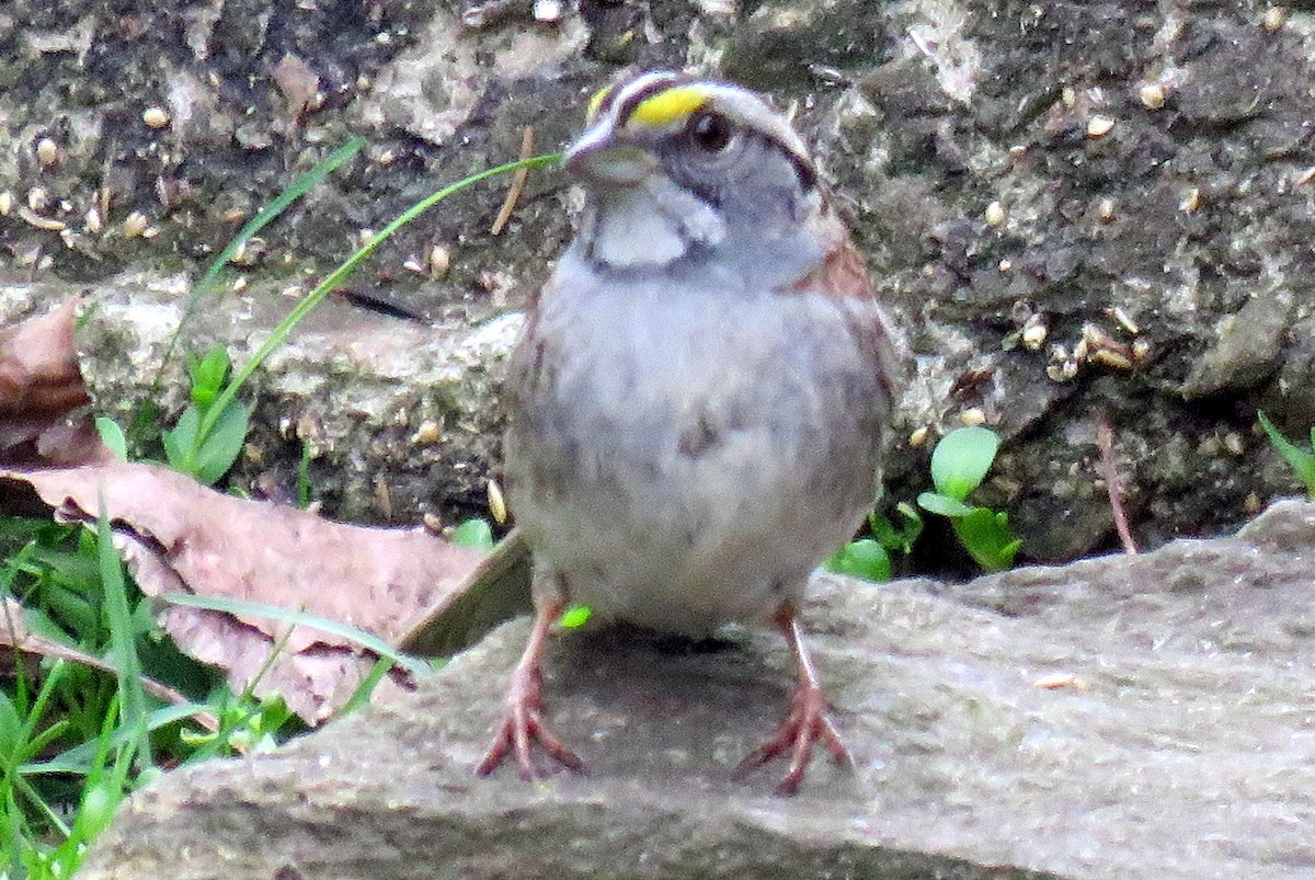 White-throated Sparrow - ML56867451