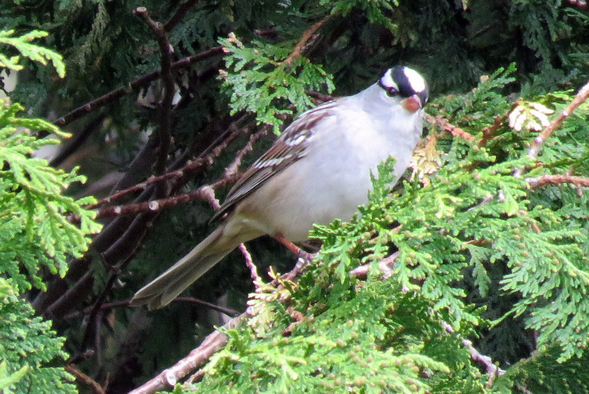 White-crowned Sparrow - ML56867531