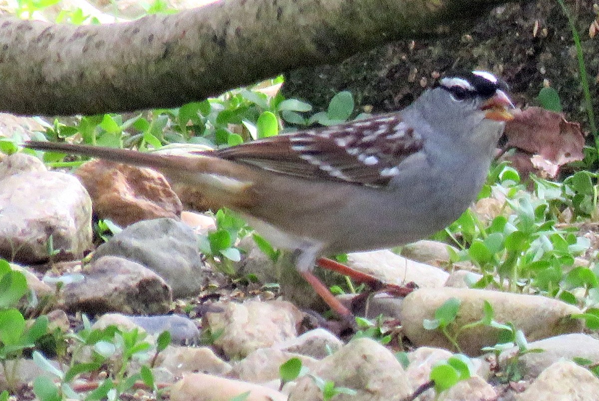 White-crowned Sparrow - ML56867541
