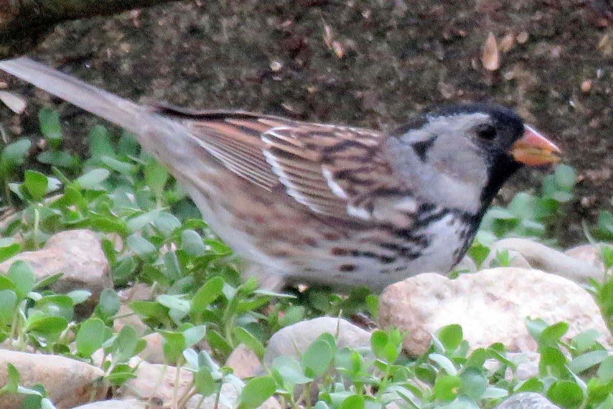 Harris's Sparrow - ML56867641