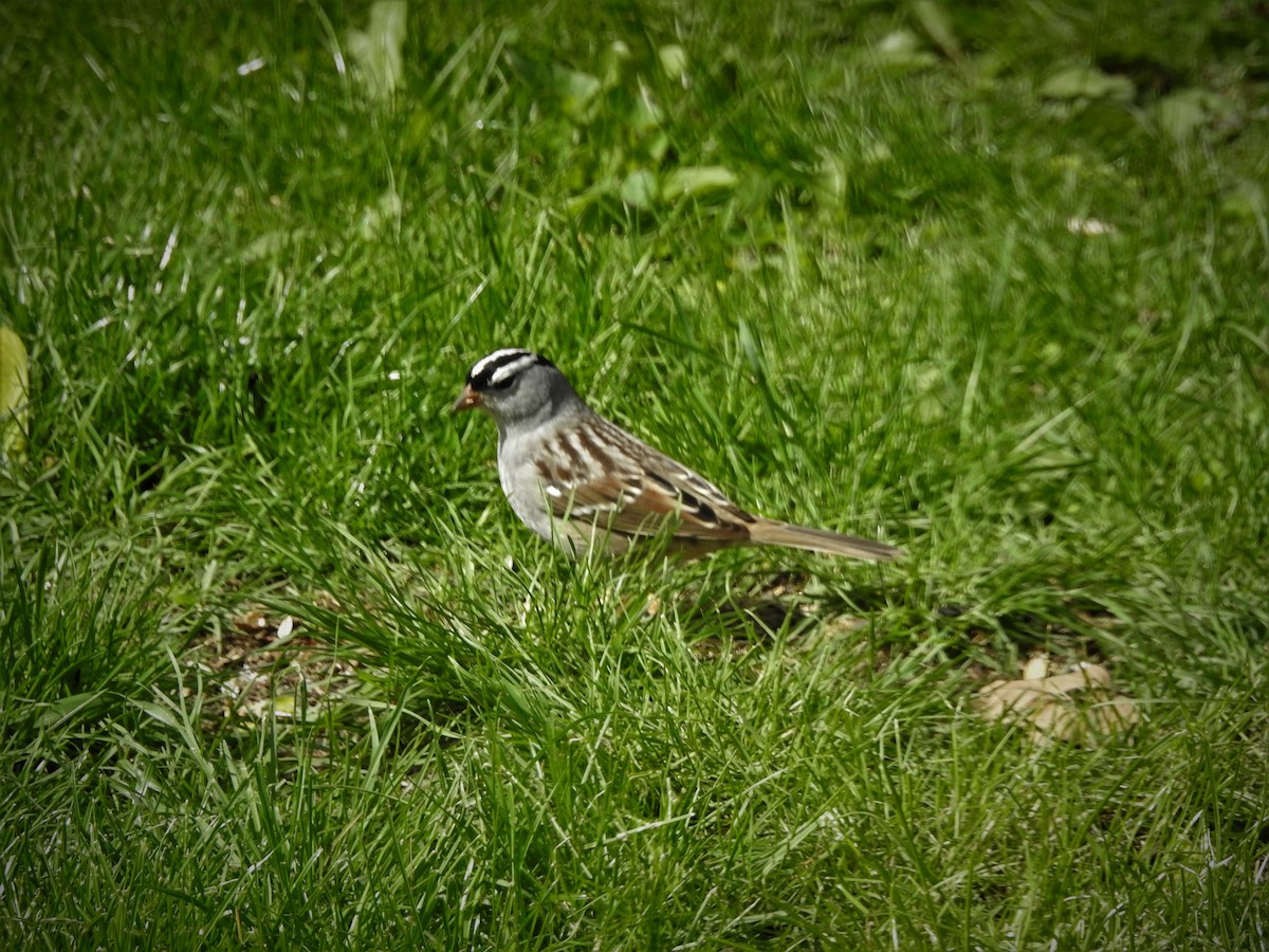 White-crowned Sparrow - ML568679461