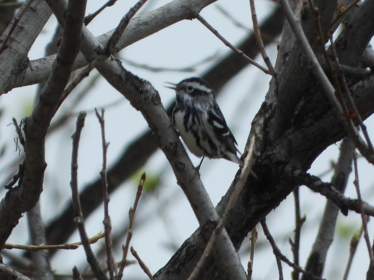 Black-and-white Warbler - ML568683331
