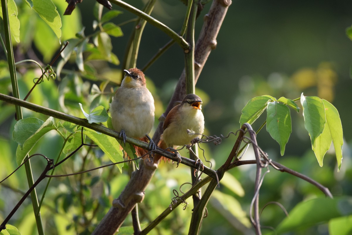Yellow-chinned Spinetail - Freddy Oswaldo Ovalles Pabon