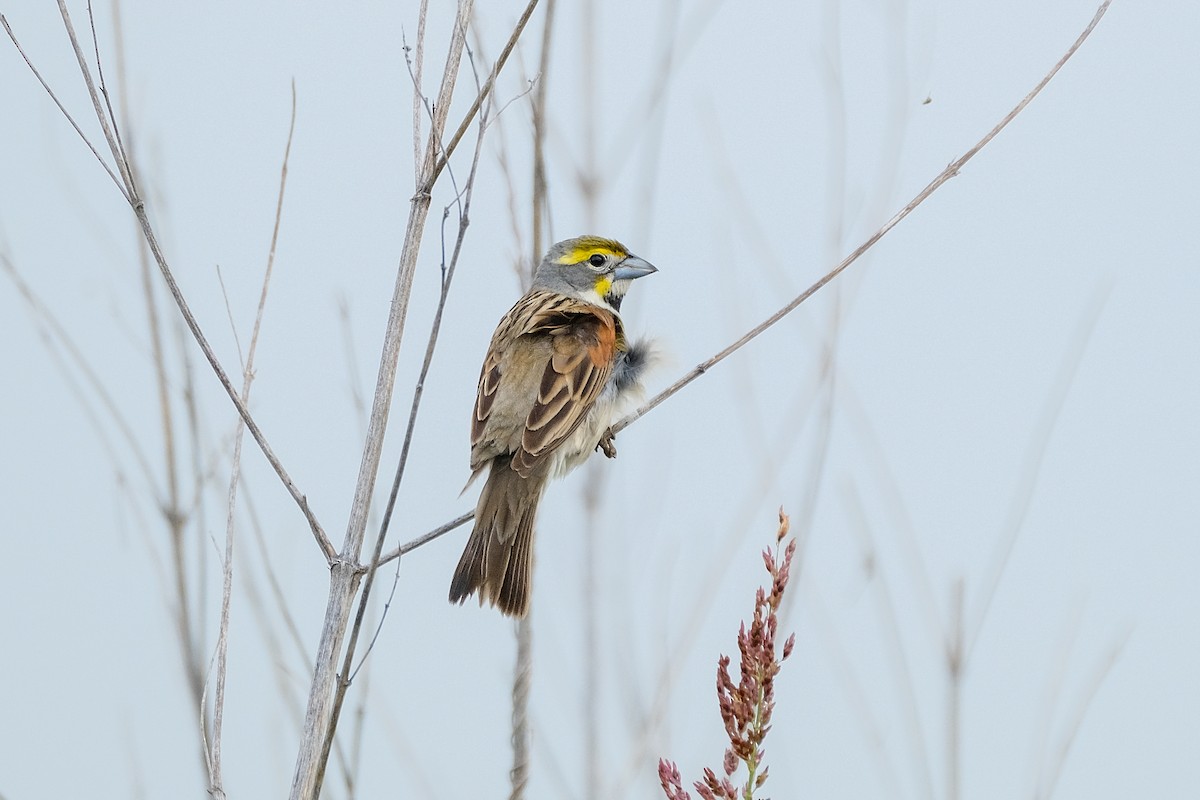 Dickcissel - James Smithers