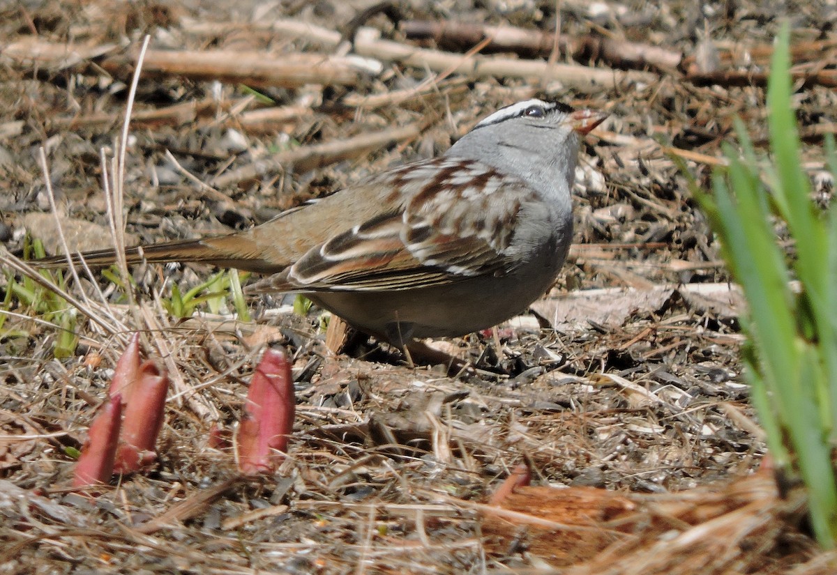 White-crowned Sparrow - Joanne Muis Redwood