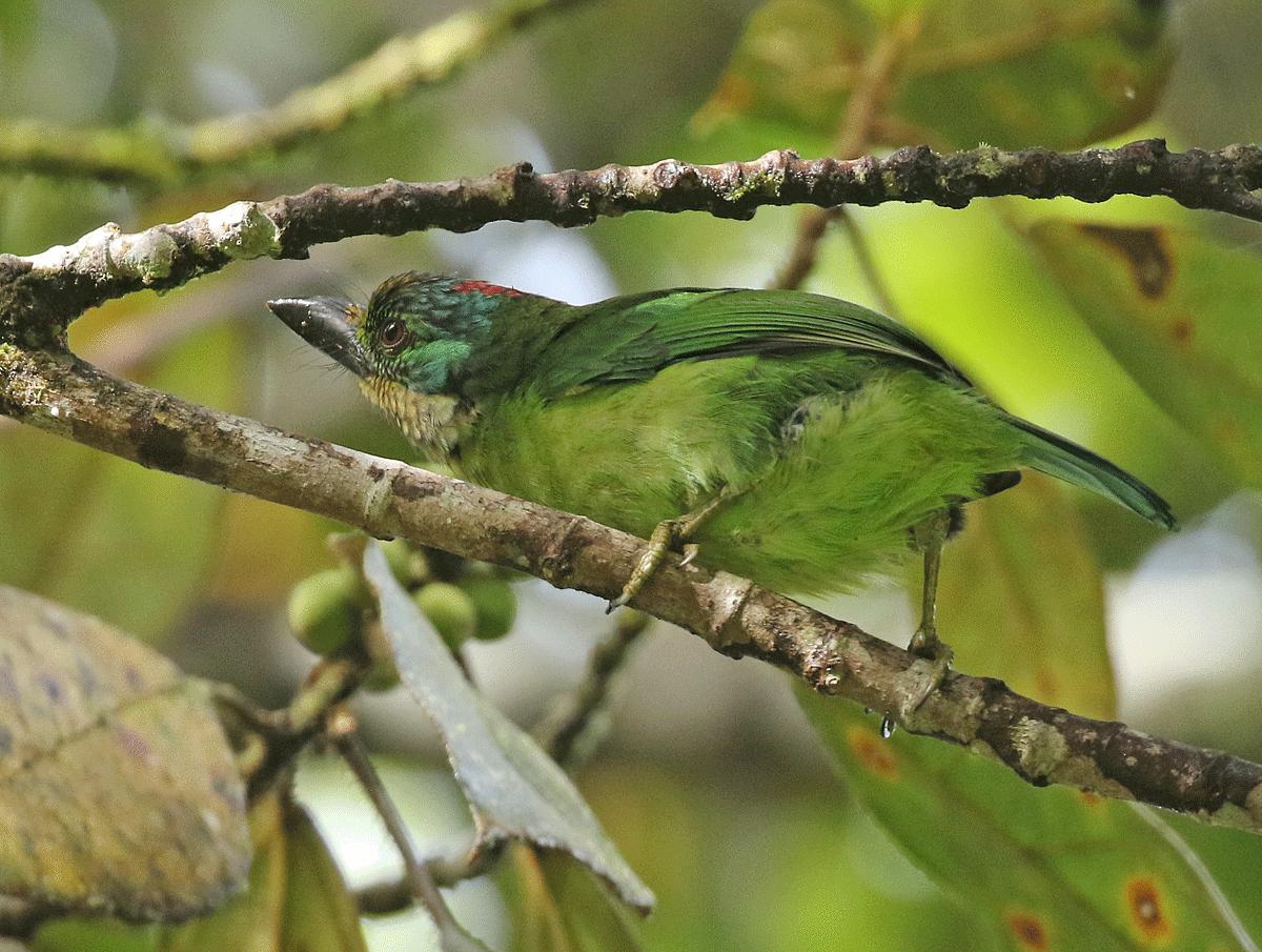 Borneobartvogel - ML56868561