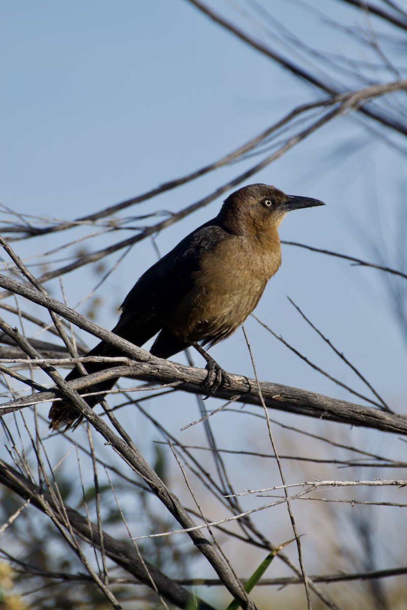 Great-tailed Grackle - Ali Hassan