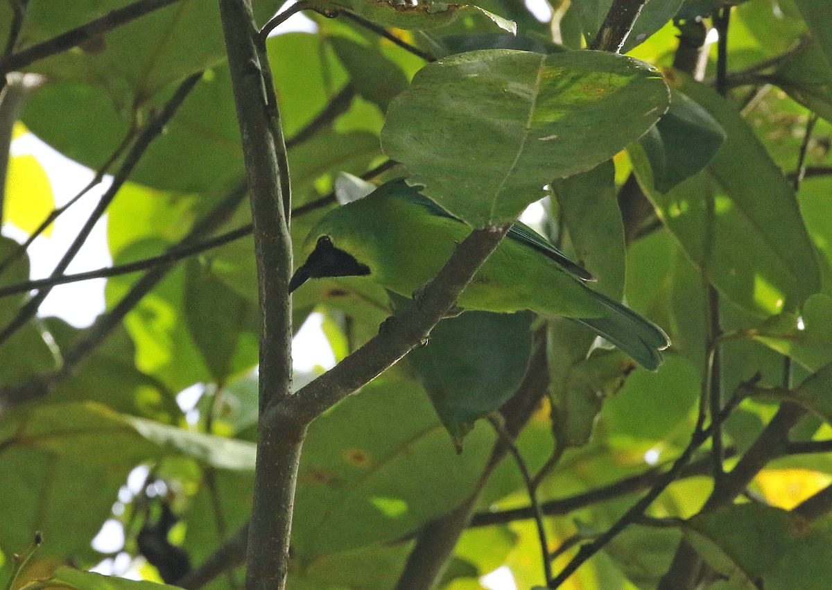 Bornean Leafbird - ML56868671