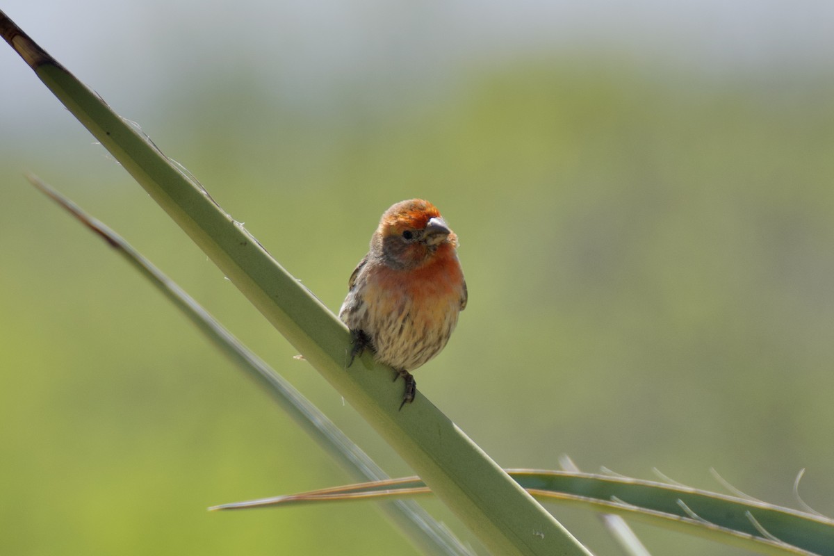 House Finch - Ali Hassan