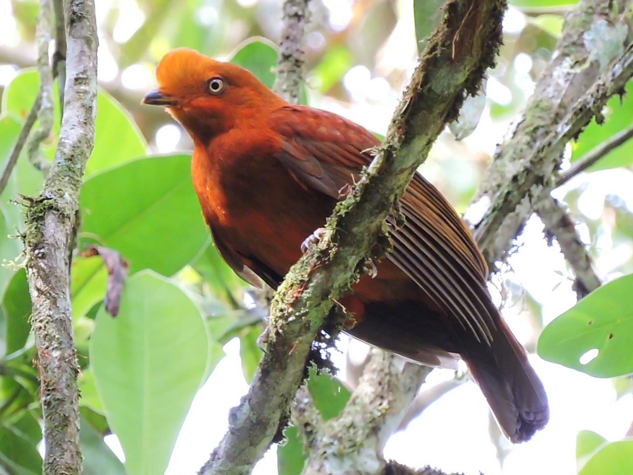 Andean Cock-of-the-rock - Edwin Munera