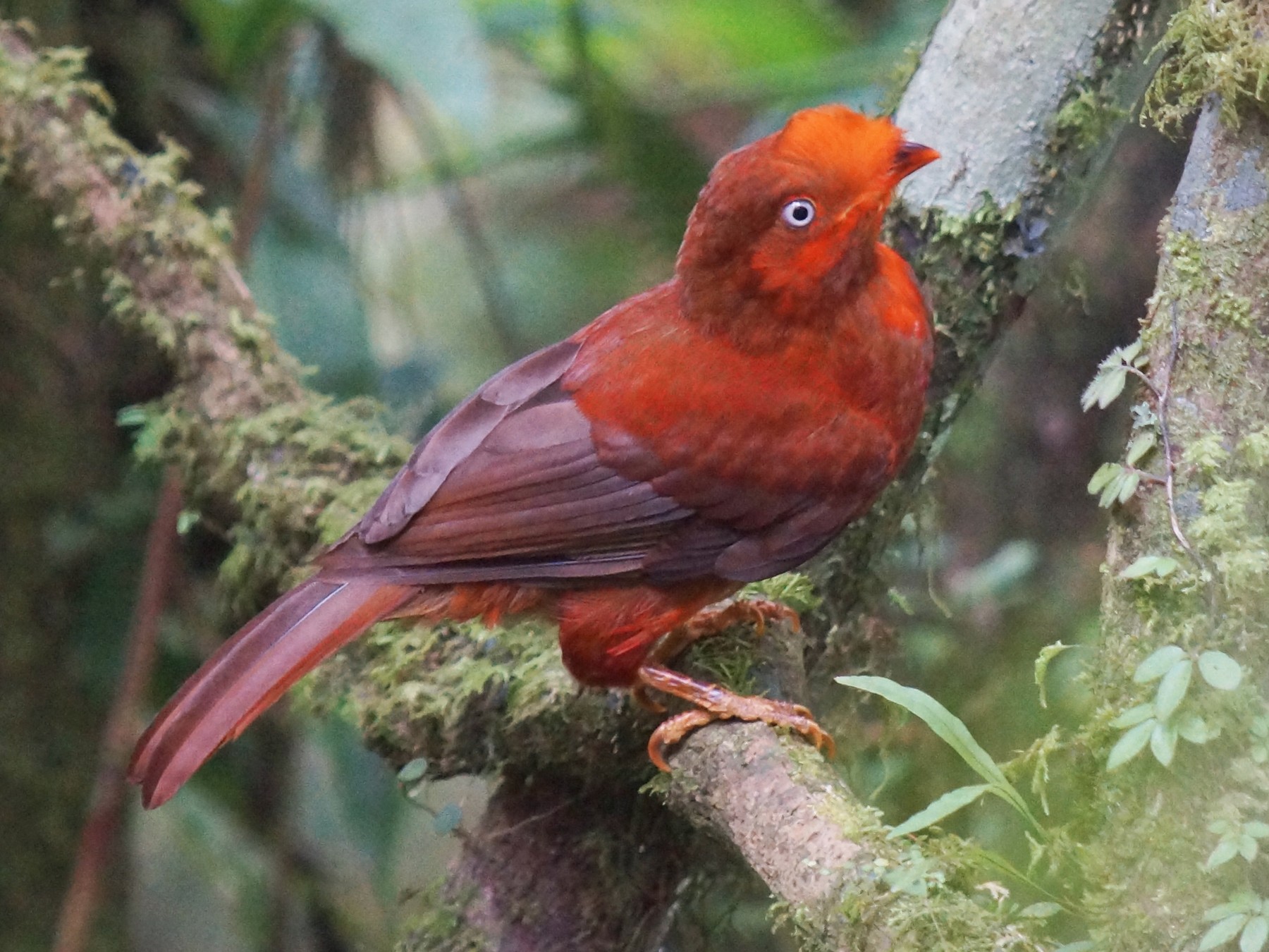 Andean Cock-of-the-rock - Robin Oxley 🦉