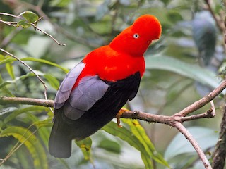 Andean Cock-of-the-rock - Rupicola peruvianus - Birds of the World