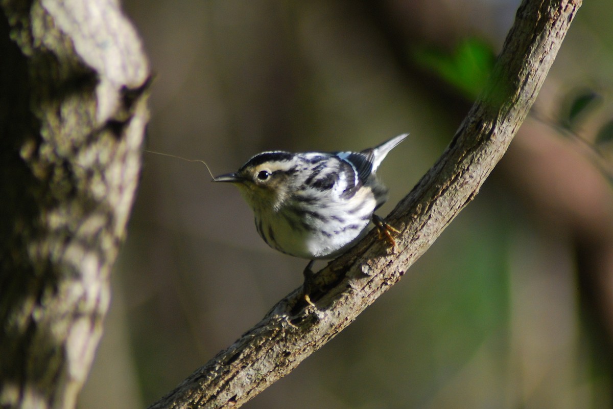 Black-and-white Warbler - ML56869121