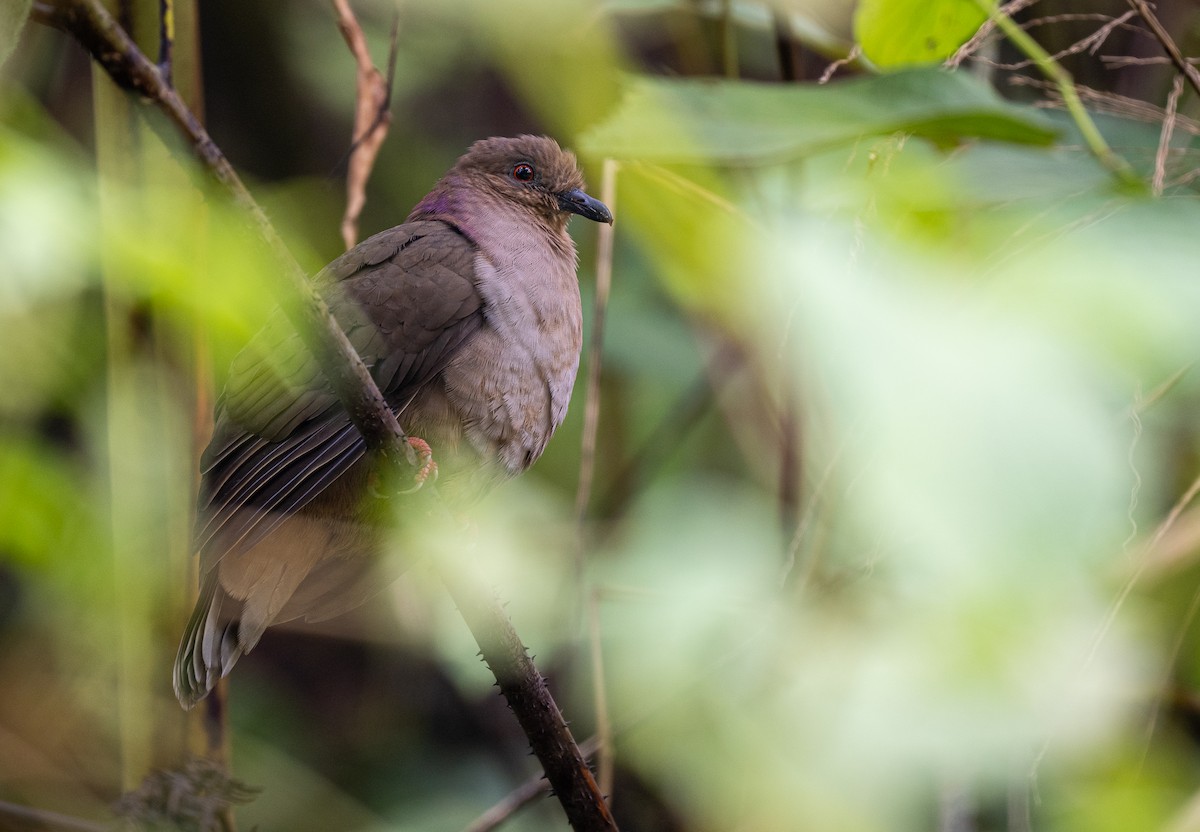 Mindanao Brown-Dove - Forest Botial-Jarvis