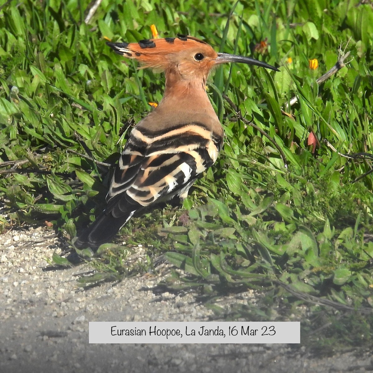 Abubilla Común - ML568696161
