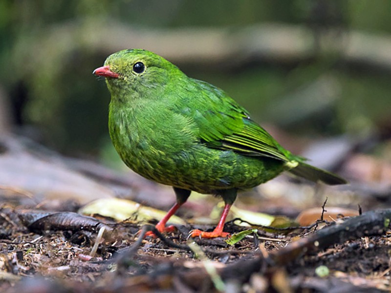 Green-and-black Fruiteater - Dorian Anderson