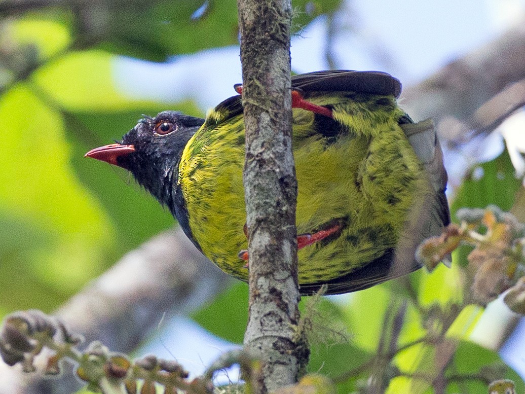 Green-and-black Fruiteater - Chris Wood