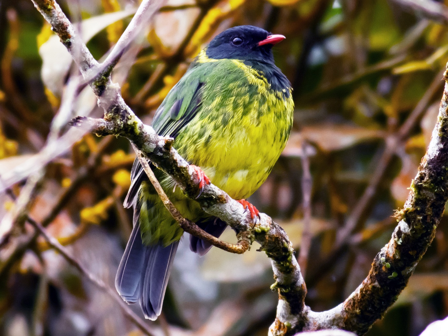 Green-and-black Fruiteater - Daniel Orozco Montoya