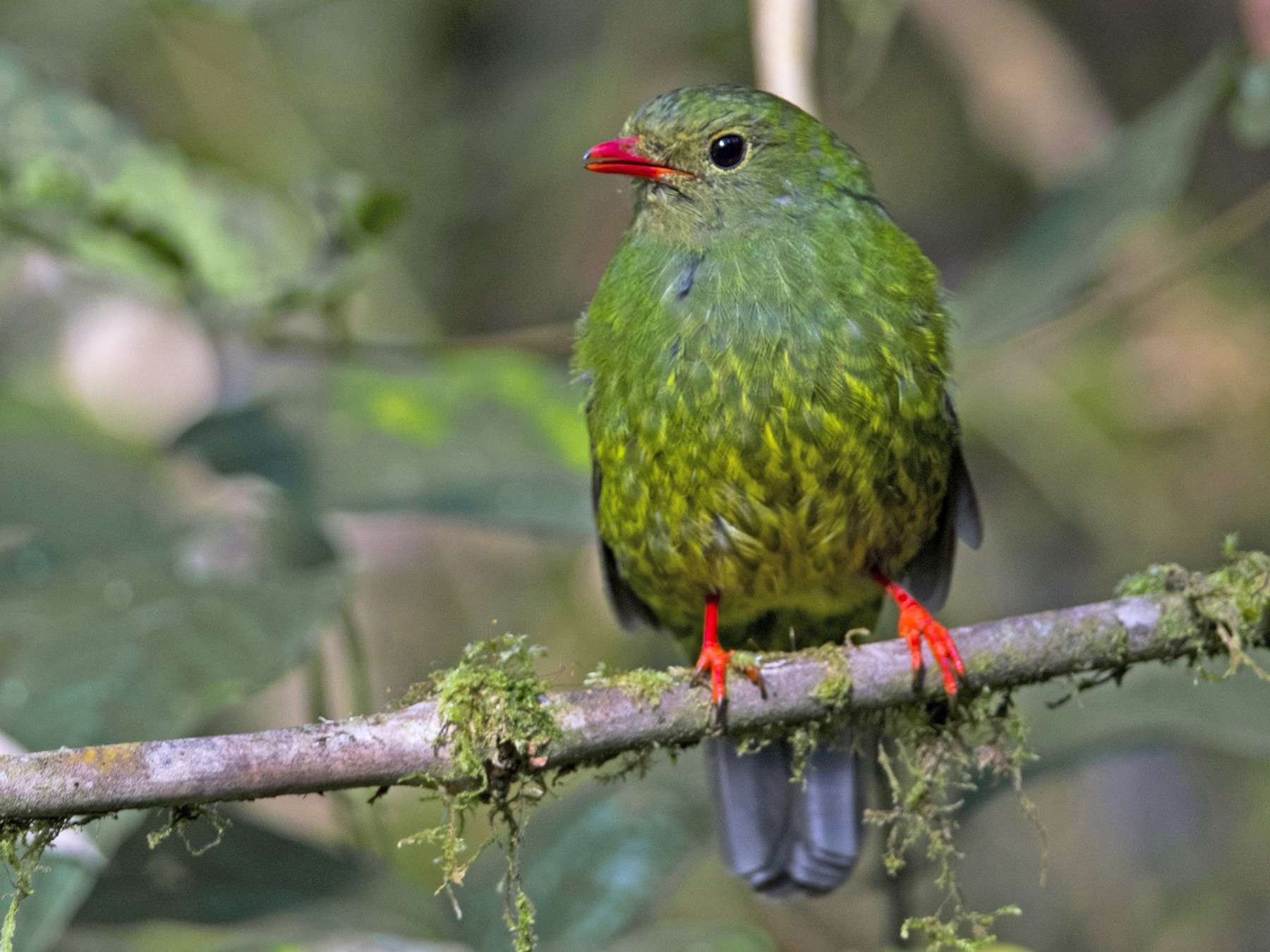 Green-and-black Fruiteater - John Cahill xikanel.com