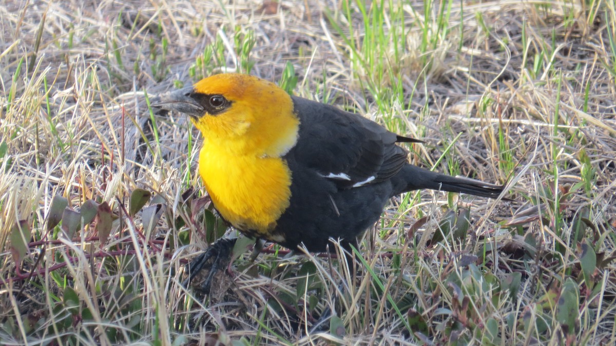 Yellow-headed Blackbird - ML56870121