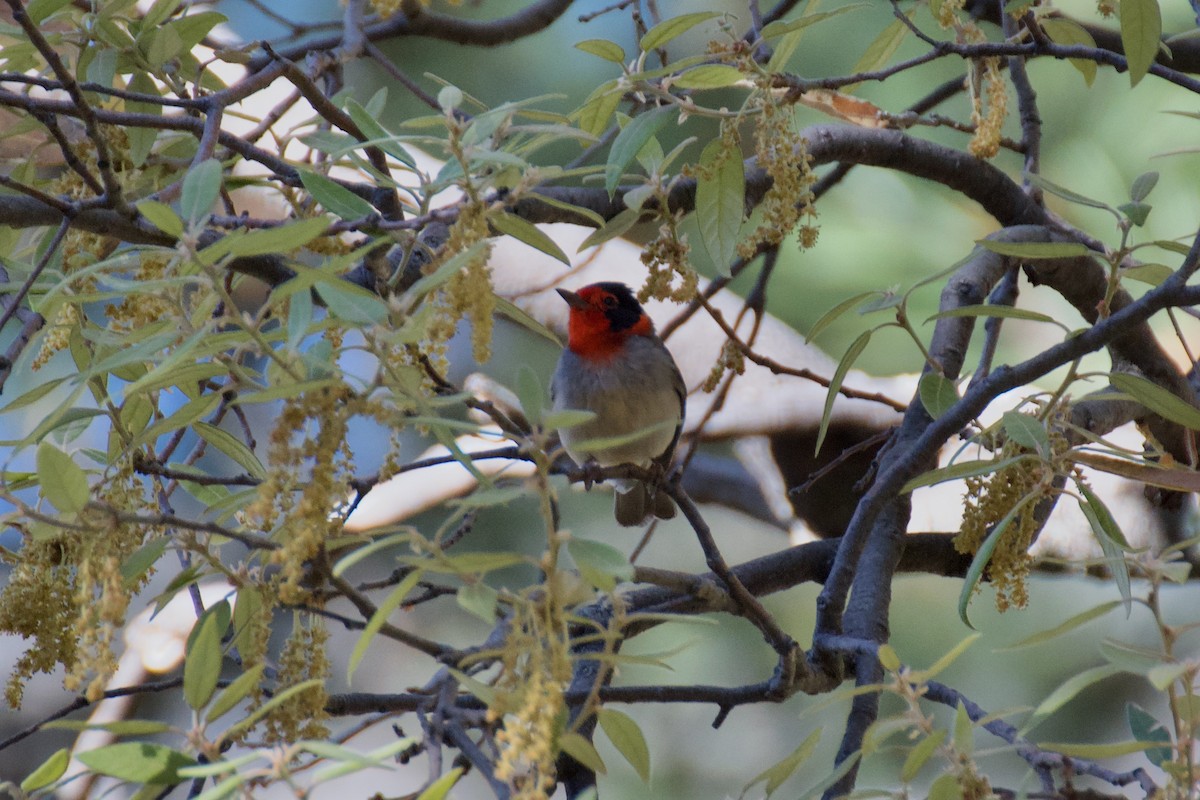 Red-faced Warbler - Ali Hassan