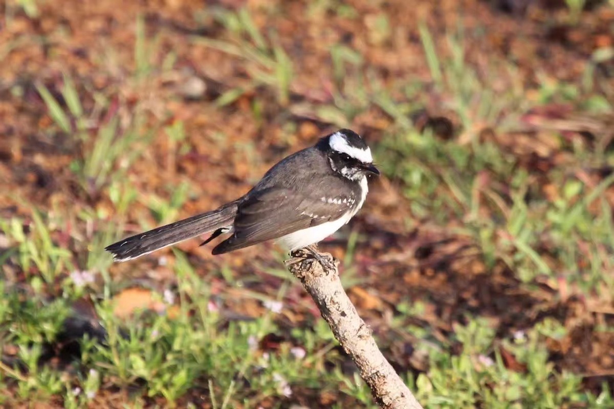 White-browed Fantail - Kevin Cheng