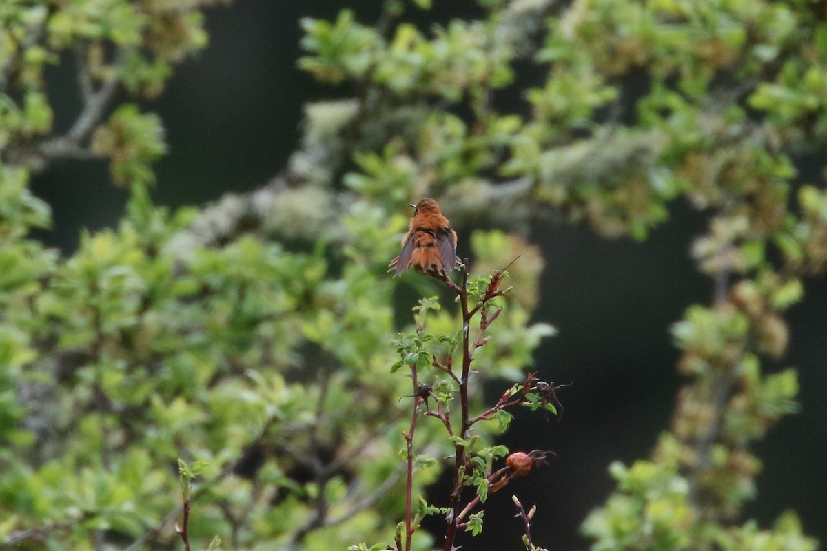 Rufous Hummingbird - ML568704481