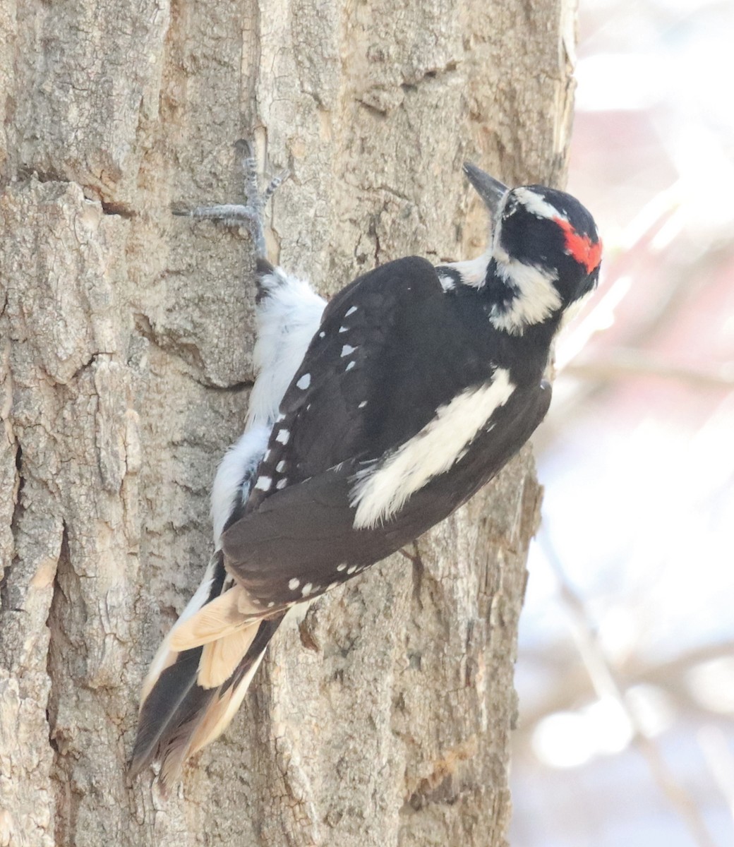 Hairy Woodpecker (Rocky Mts.) - ML568706631