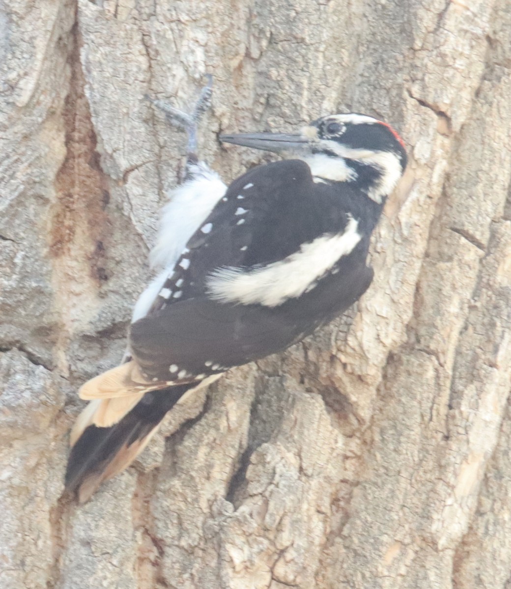 Hairy Woodpecker (Rocky Mts.) - ML568706641