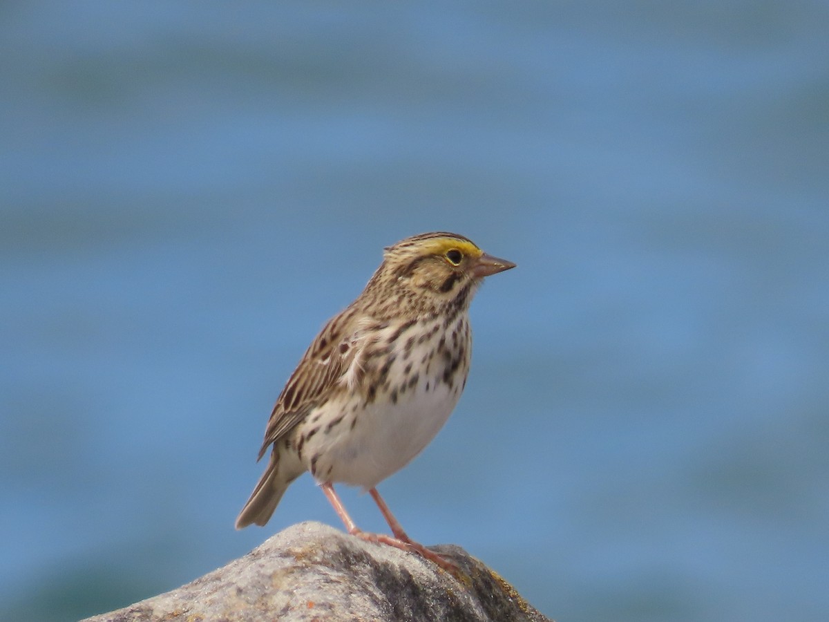 Savannah Sparrow - ML568706701