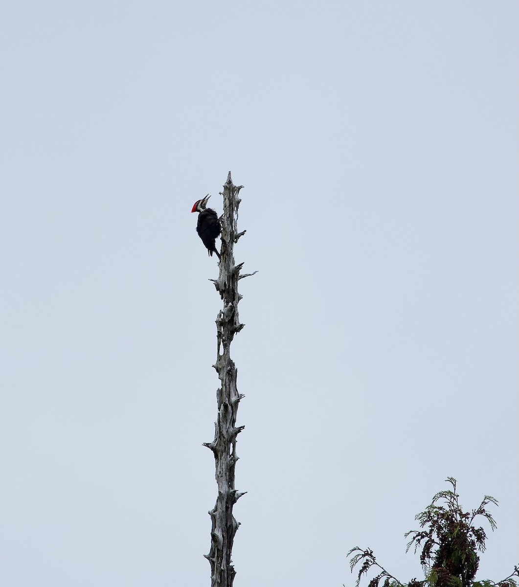 Pileated Woodpecker - ML568708351