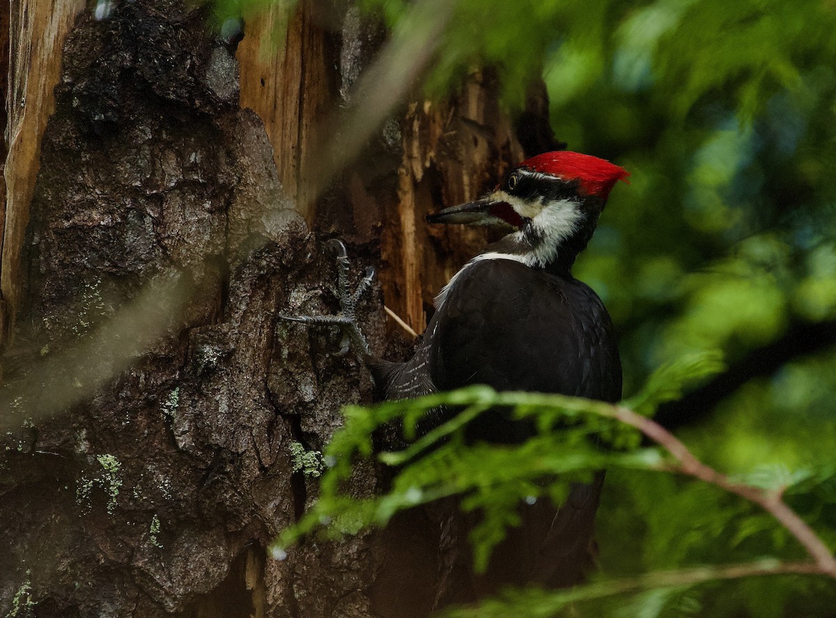 Pileated Woodpecker - Ken Wright