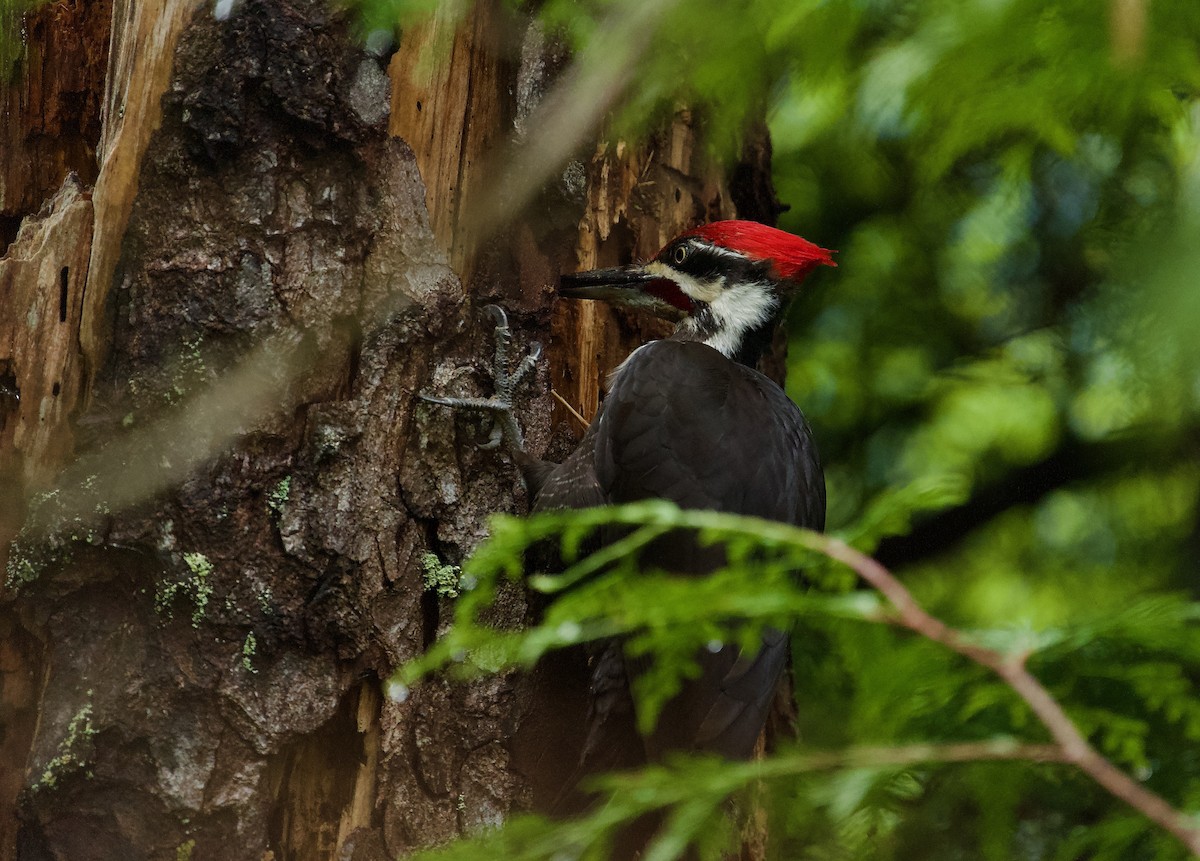 Pileated Woodpecker - ML568708381