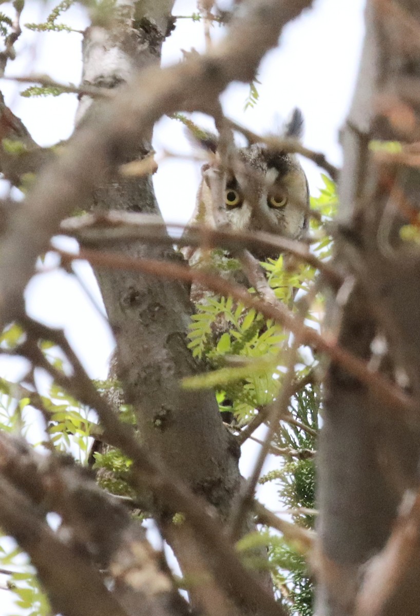 Long-eared Owl - ML568708391