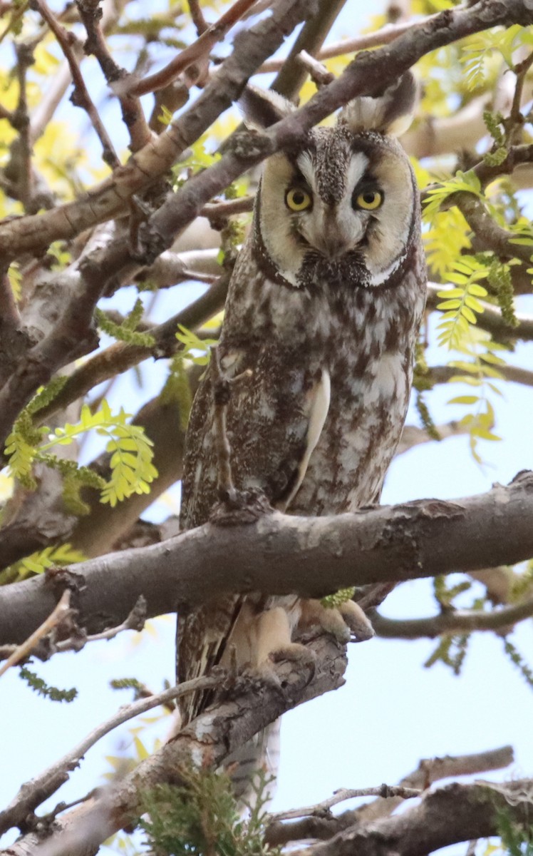 Long-eared Owl - ML568708401