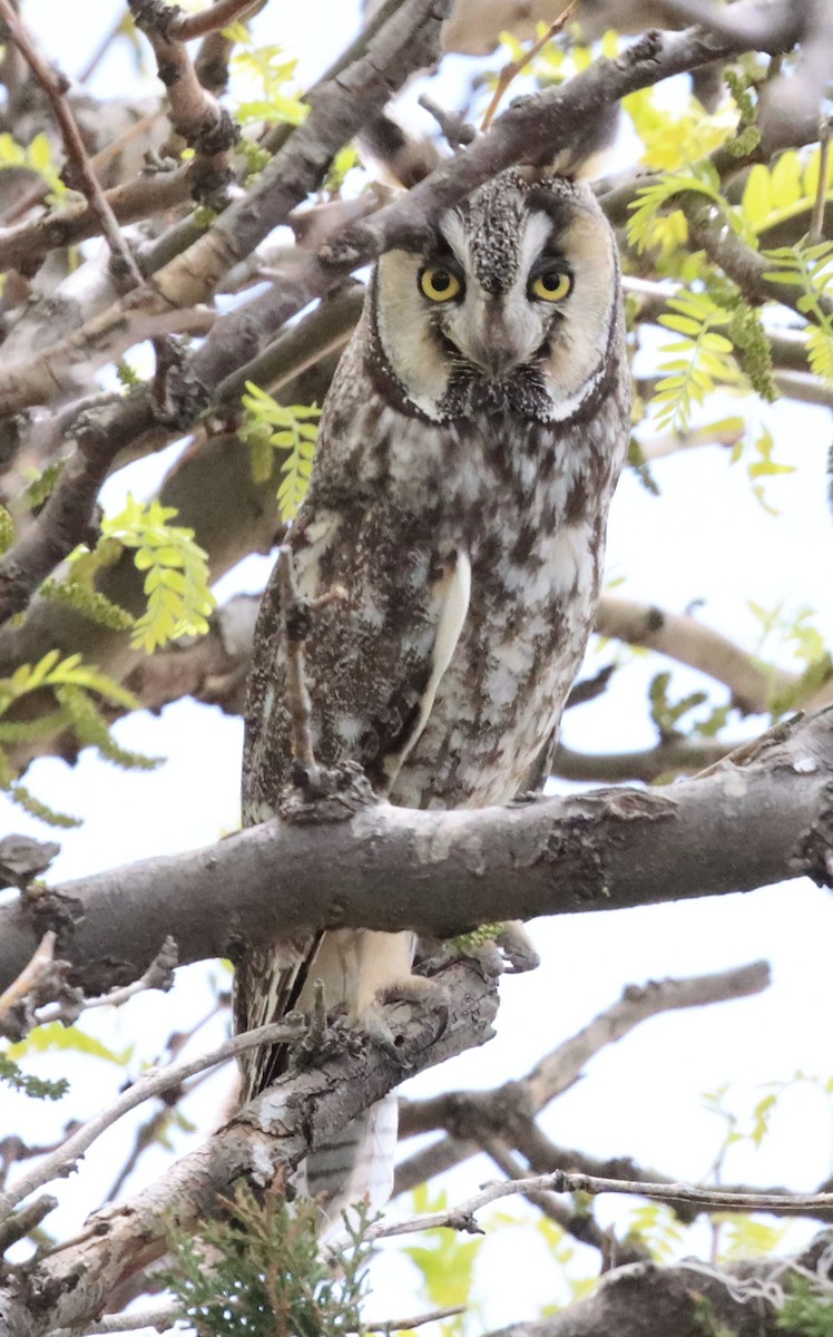 Long-eared Owl - ML568708411