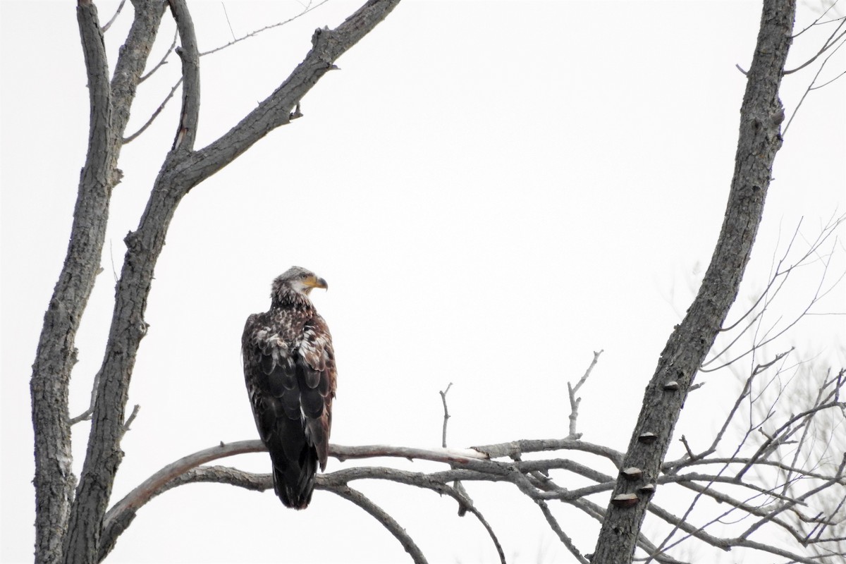 ebird-checklist-7-may-2023-little-manitowoc-slough-waldo-blvd