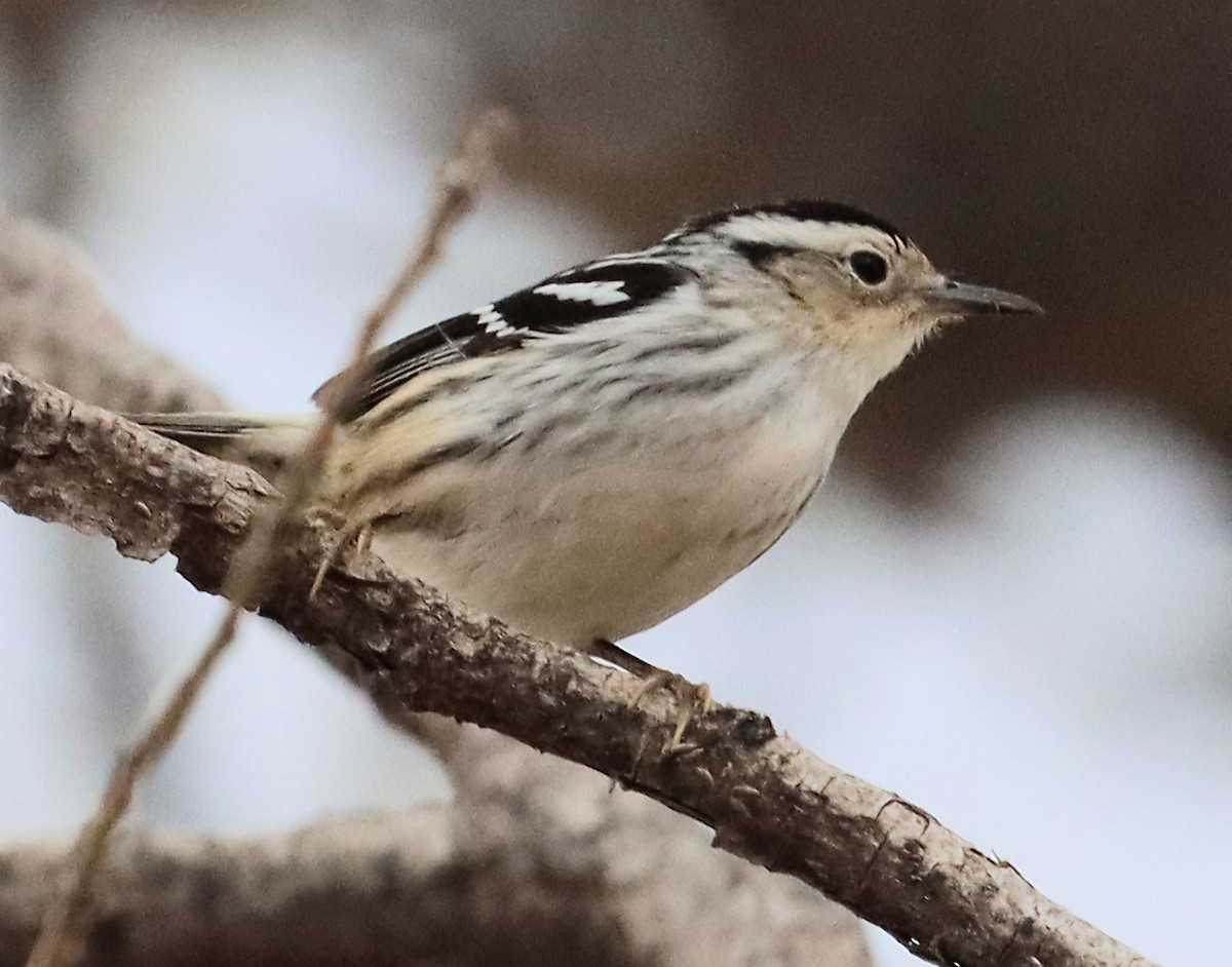 Black-and-white Warbler - ML568708811