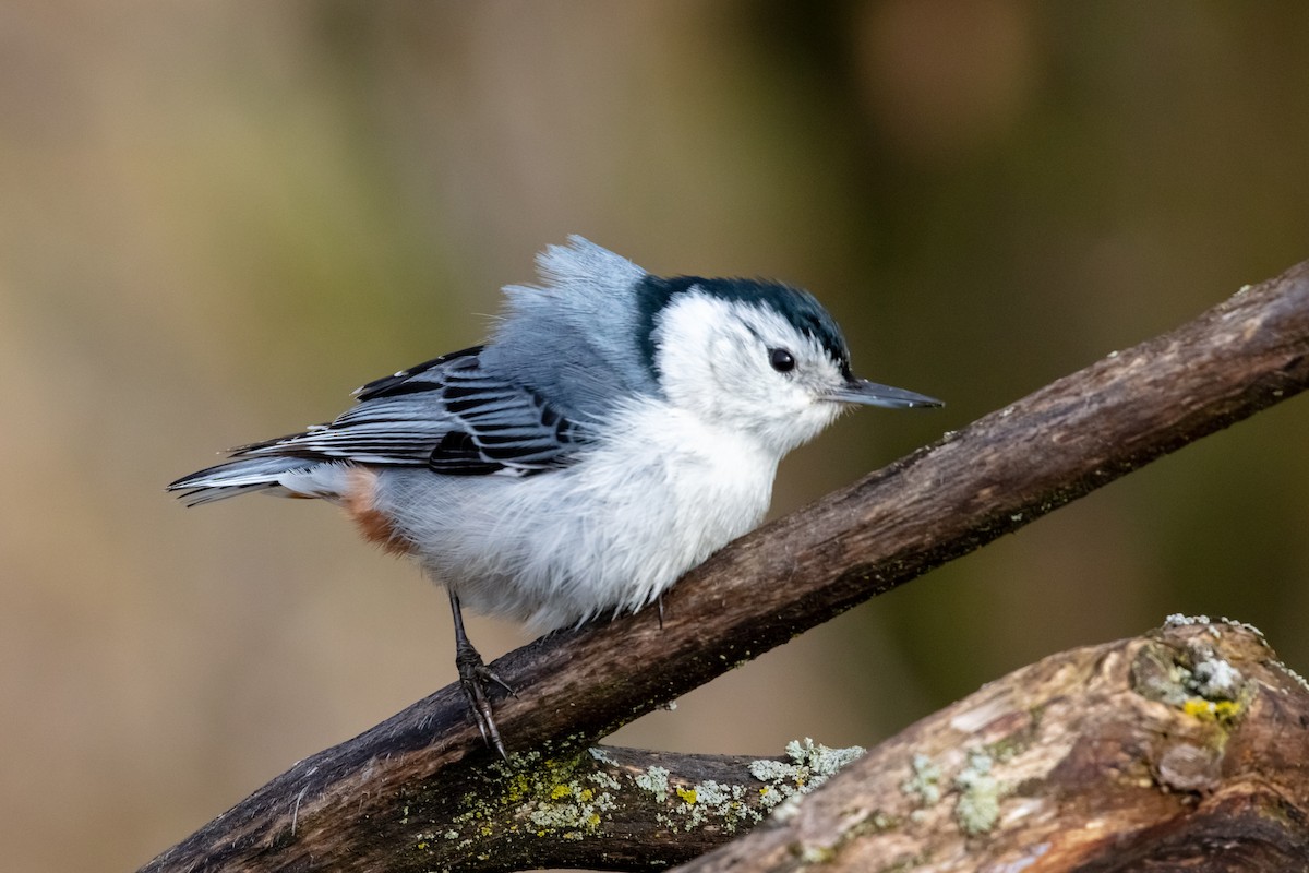 Wisconsin eBird Checklist 7 May 2023 Peshtigo Harbor SWAPeshtigo