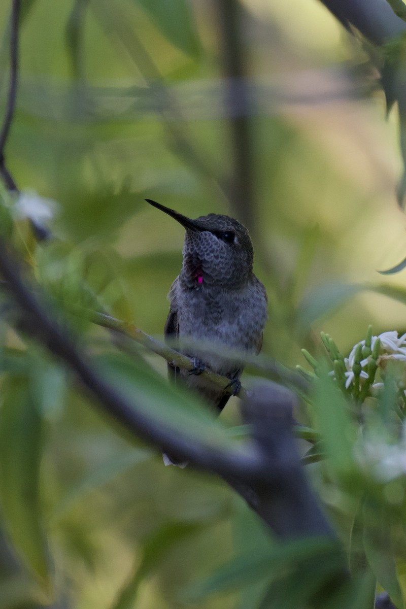 Anna's Hummingbird - Ali Hassan