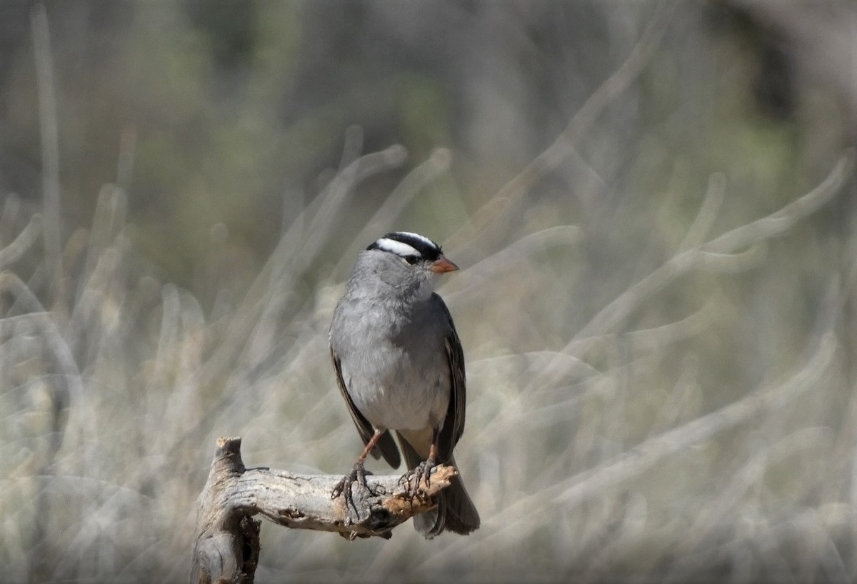 White-crowned Sparrow - ML568715561