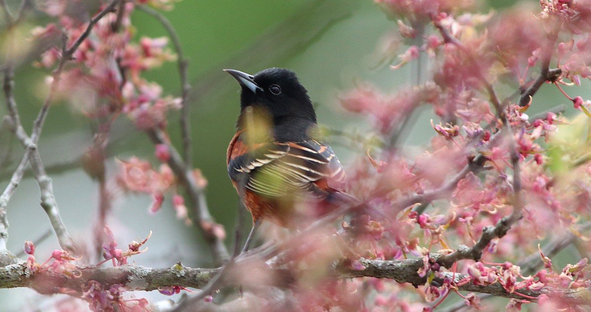 Orchard Oriole - ML568715961
