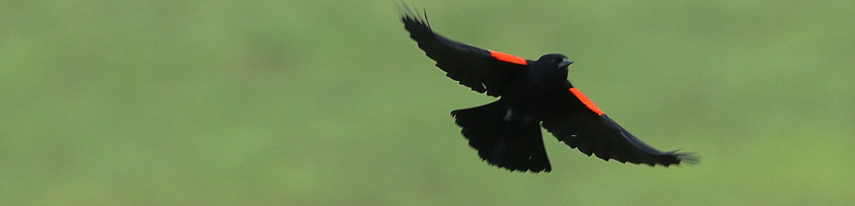 Red-winged Blackbird - ML568716731