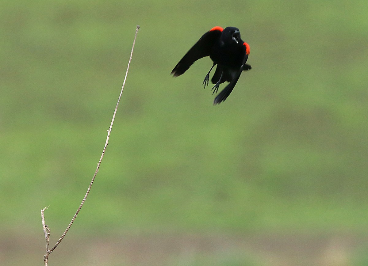 Red-winged Blackbird - ML568716801