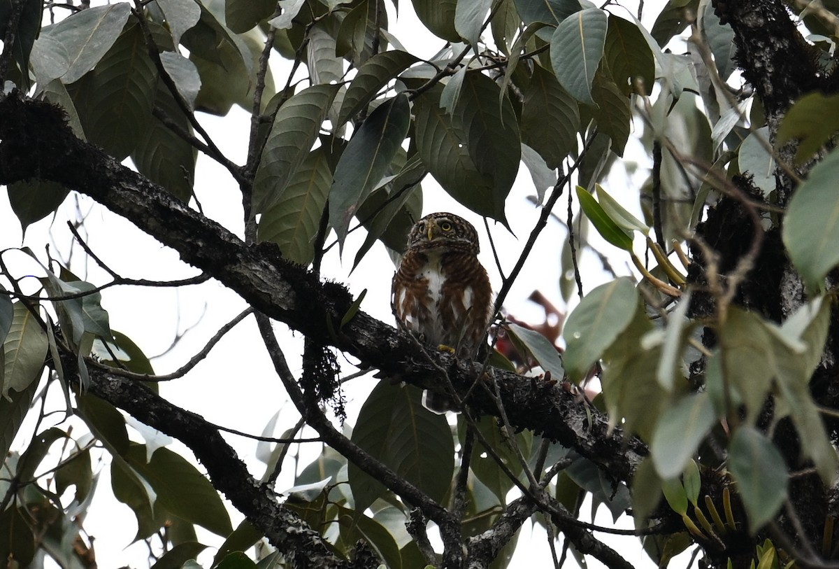 Collared Owlet - ML568717741
