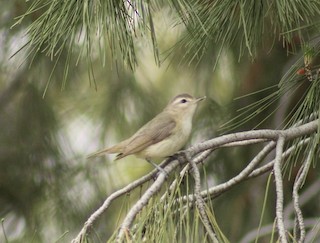 Warbling Vireo