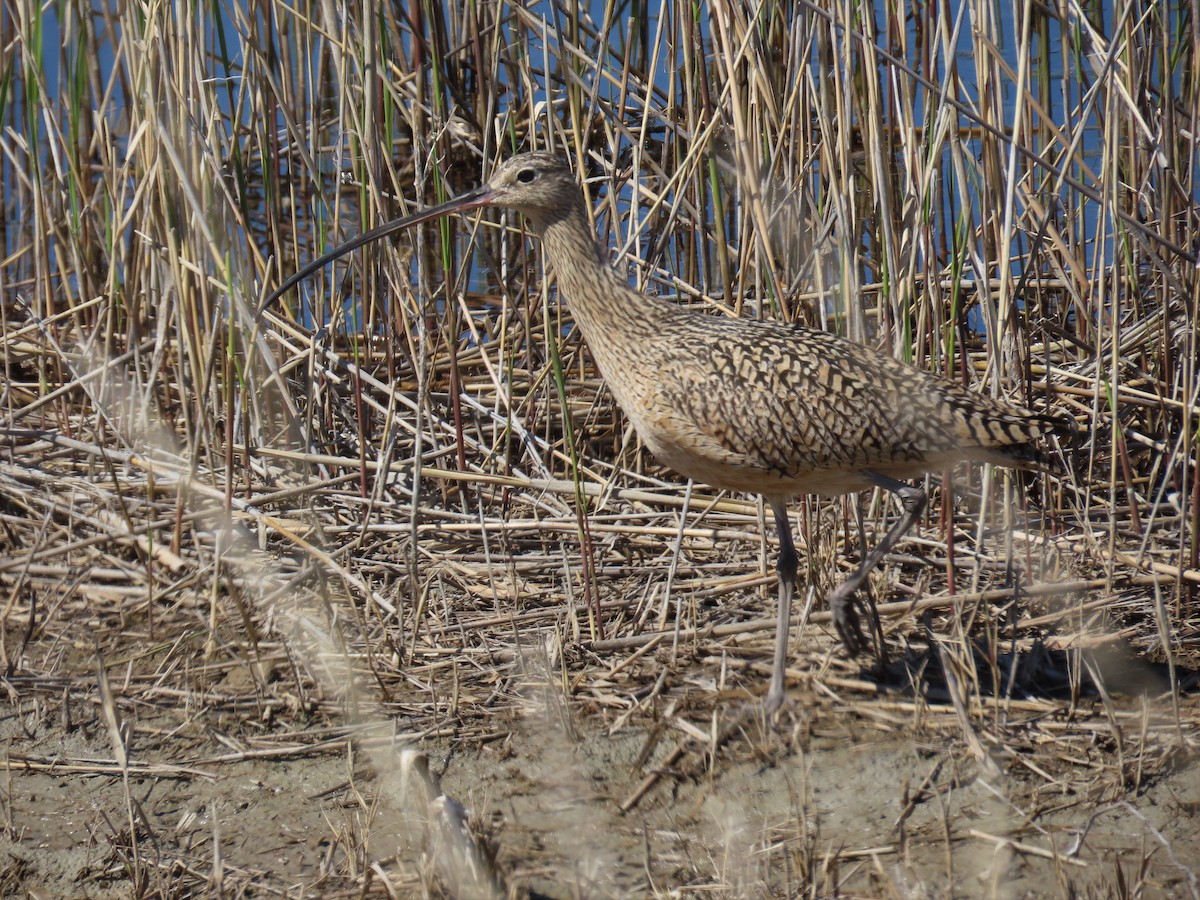 Long-billed Curlew - ML568721341