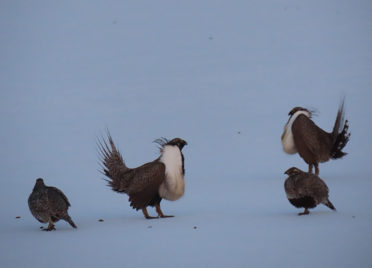 Greater Sage-Grouse - ML568722701
